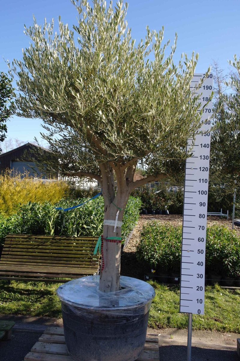 Olijfboom Olea Europea zwaar vertakt