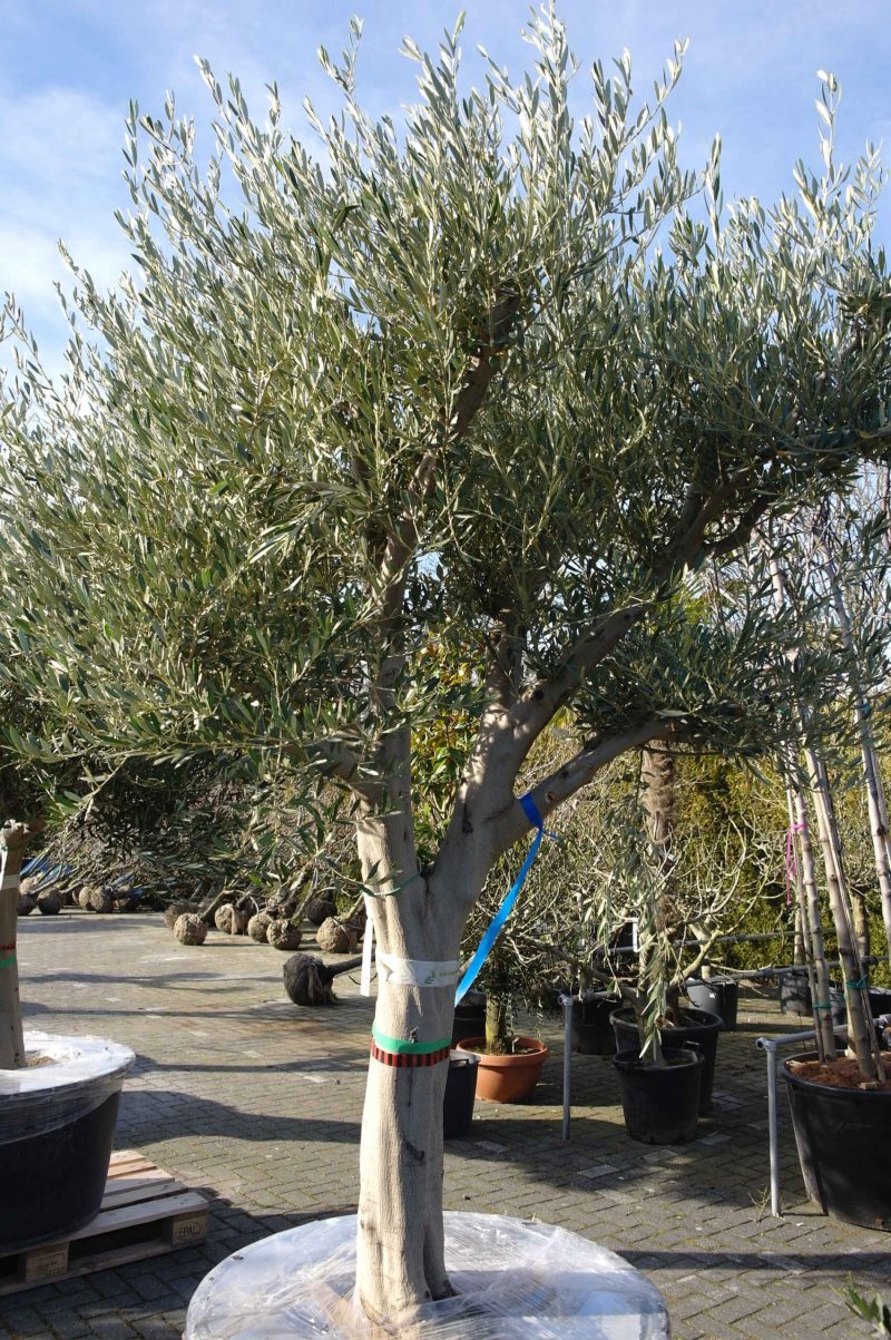 Olijfboom Olea Europea zwaar vertakt - Afbeelding 3