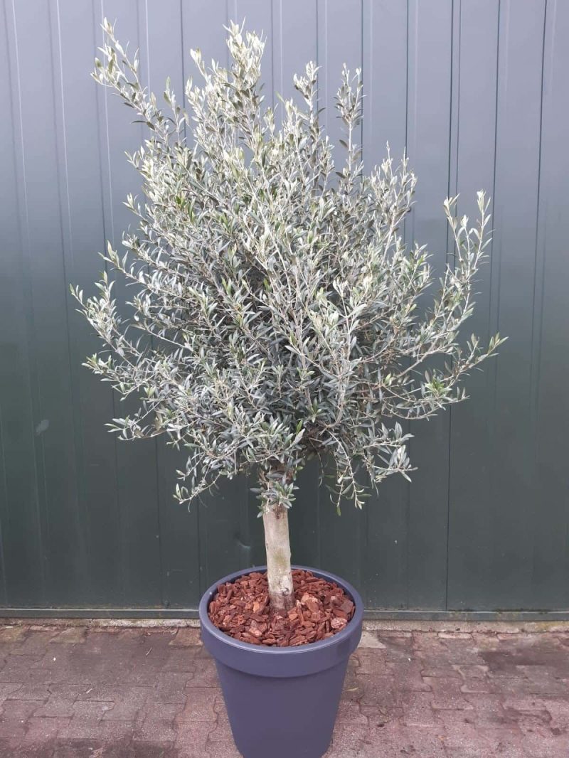 Olijfboom in pot Olea Europaea Florida in sierpot