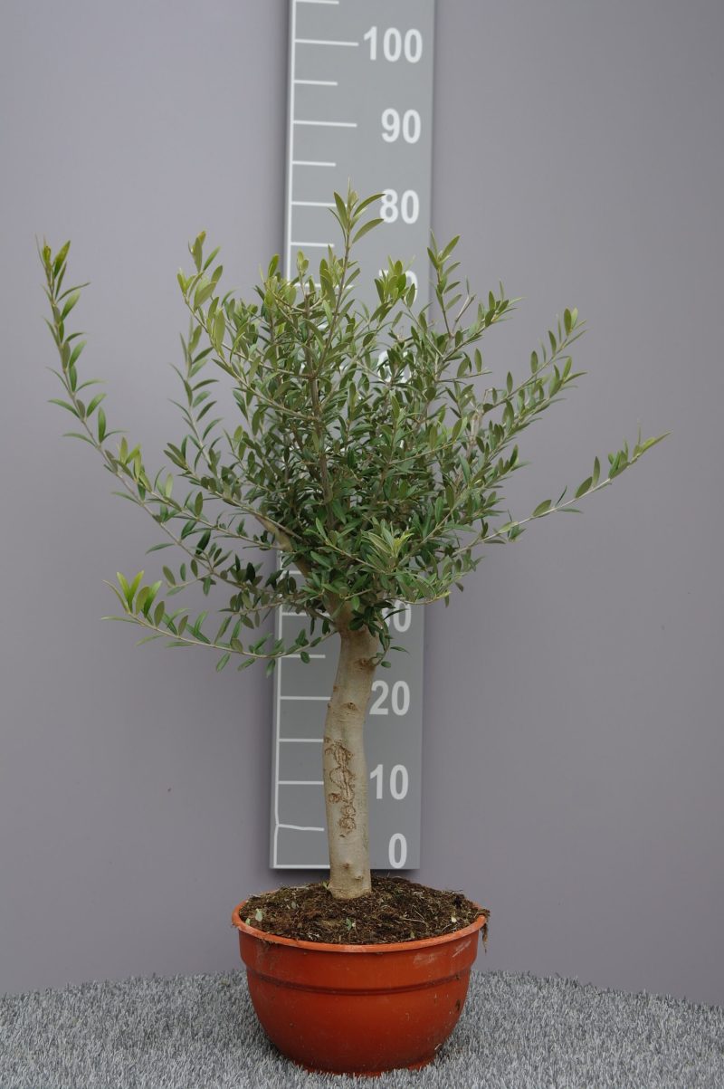 Olijfboom Olea Europea in schaal