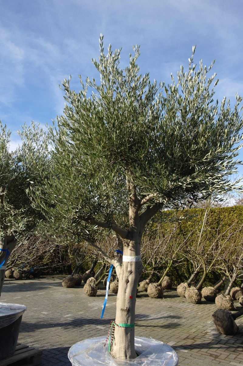 Olijfboom Olea Europea zwaar vertakt - Afbeelding 2