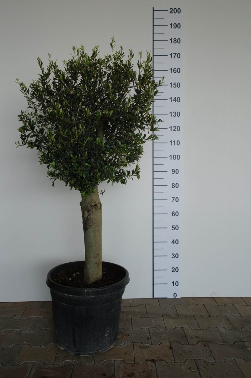 Olea europea Florida 45 ltr