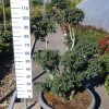 Osmanthus Burkwoodii ponpon