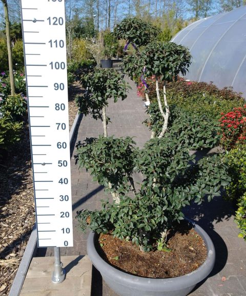 Osmanthus Burkwoodii ponpon