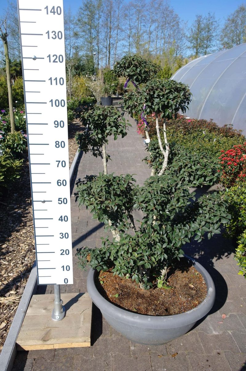 Osmanthus Burkwoodii ponpon