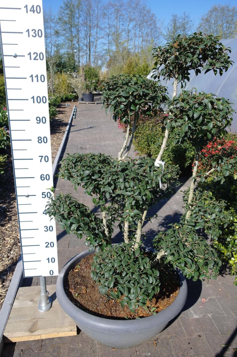 Osmanthus Burkwoodii ponpon - Afbeelding 2