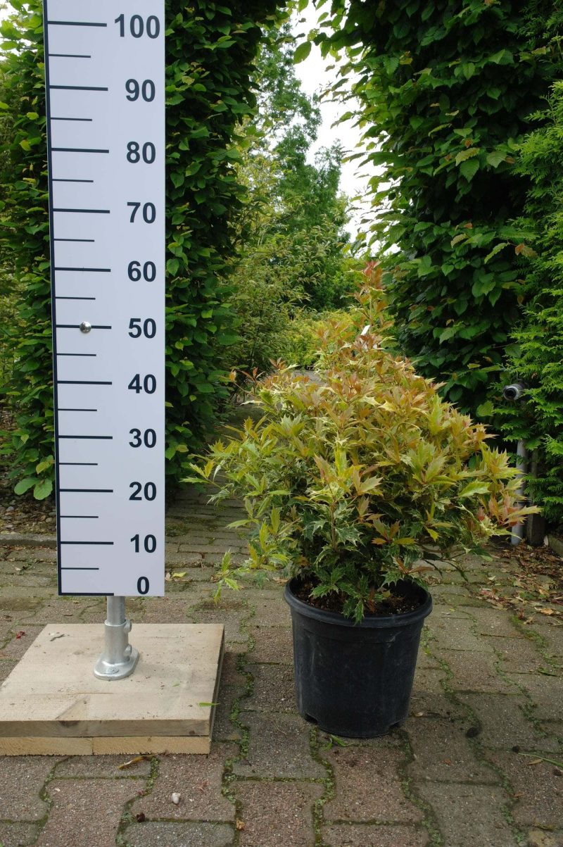 Osmanthus Fortunei 'Variegata'