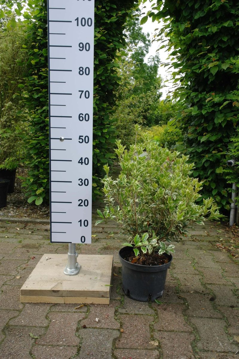 Osmanthus heterophyllus 'Goshiki'