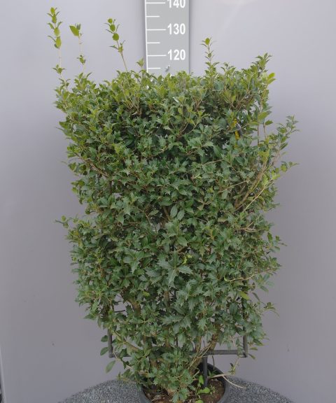 Osmanthus heterophyllus op rek
