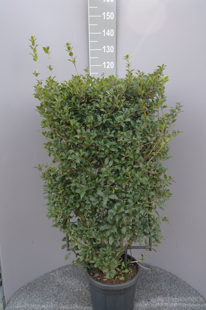 Osmanthus heterophyllus op rek