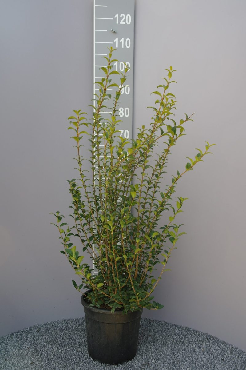 Schijnhulst (Osmanthus burkwoodii)