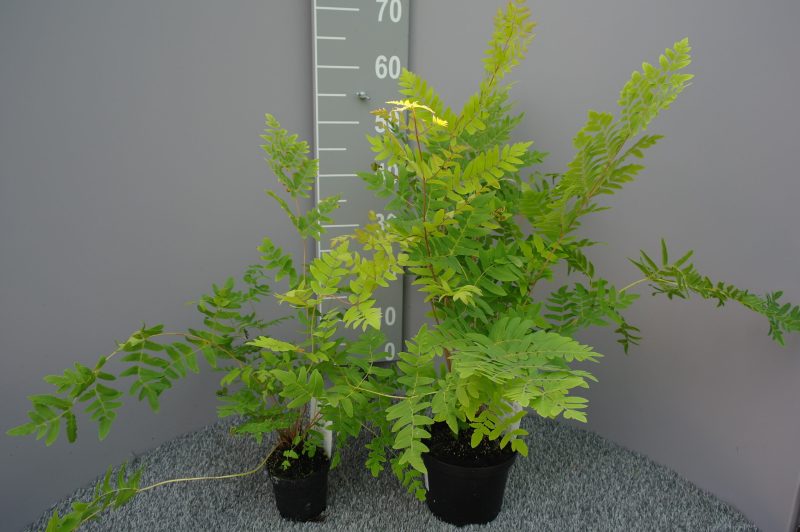 Osmunda Regalis 'Purpurascens' - Afbeelding 2