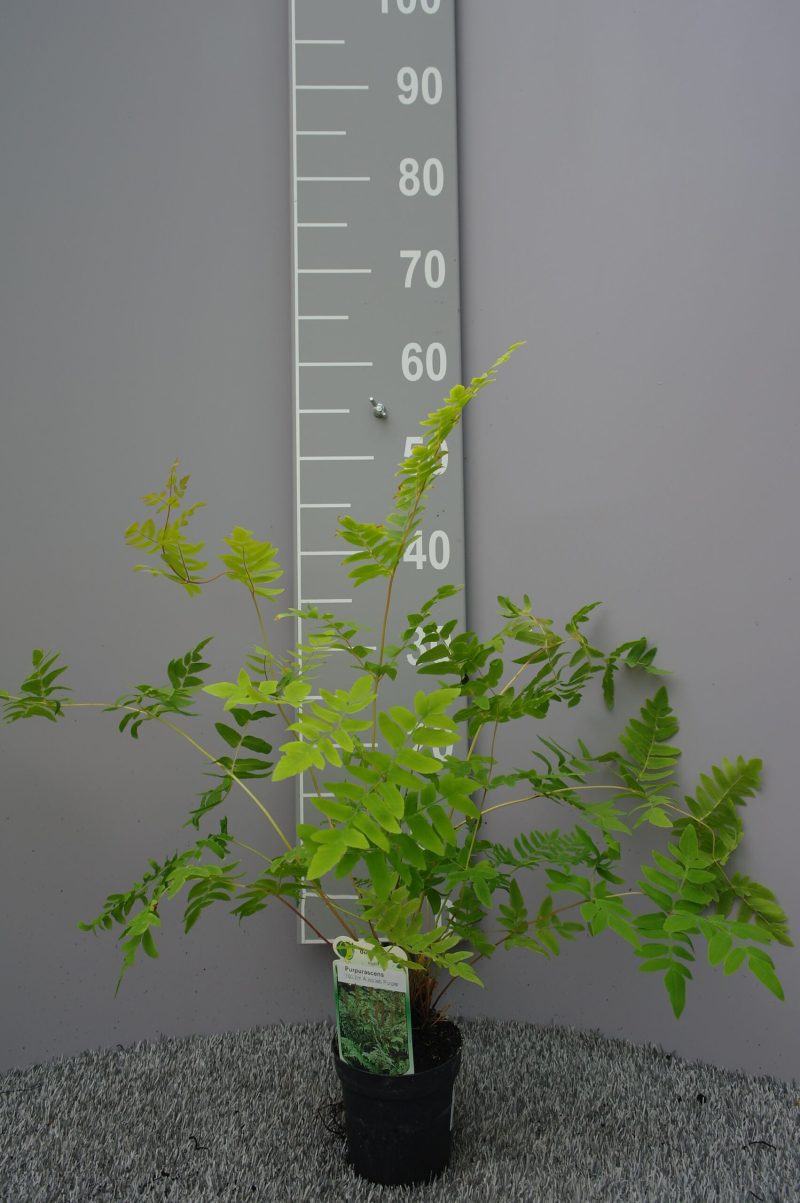 Osmunda Regalis 'Purpurascens'