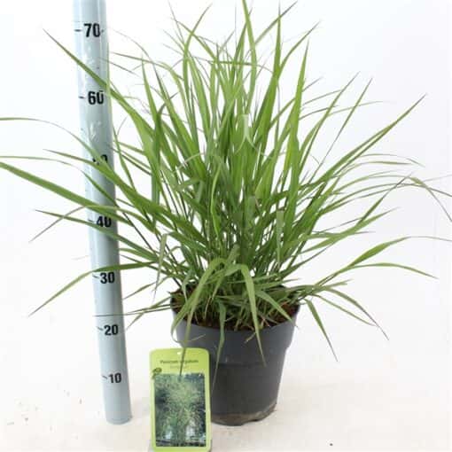 Panicum virgatum 'Rehbraun'
