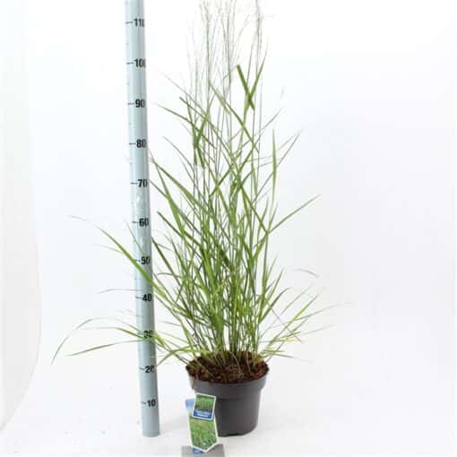 Panicum virgatum 'Rehbraun' - Afbeelding 3