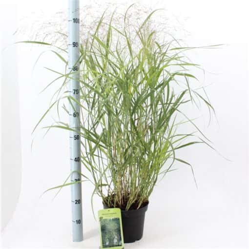 Panicum virgatum 'Rehbraun' - Afbeelding 4