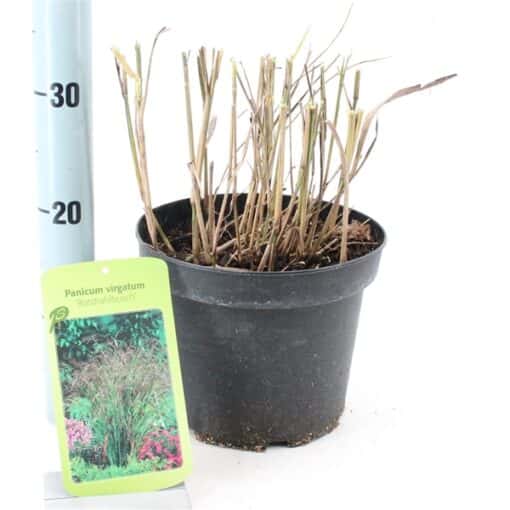 Panicum virgatum 'Rotstrahlbusch' - Afbeelding 2