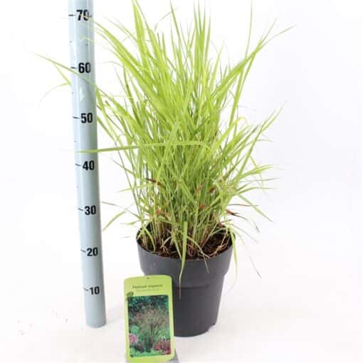 Panicum virgatum 'Rotstrahlbusch'