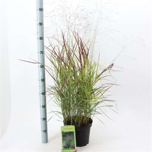 Panicum virgatum 'Rotstrahlbusch' - Afbeelding 4