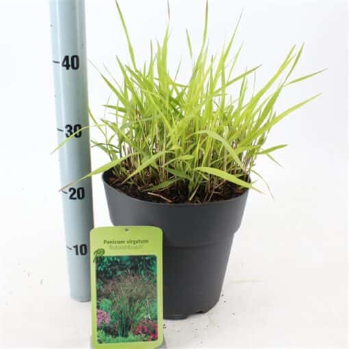 Panicum virgatum 'Rotstrahlbusch' - Afbeelding 3