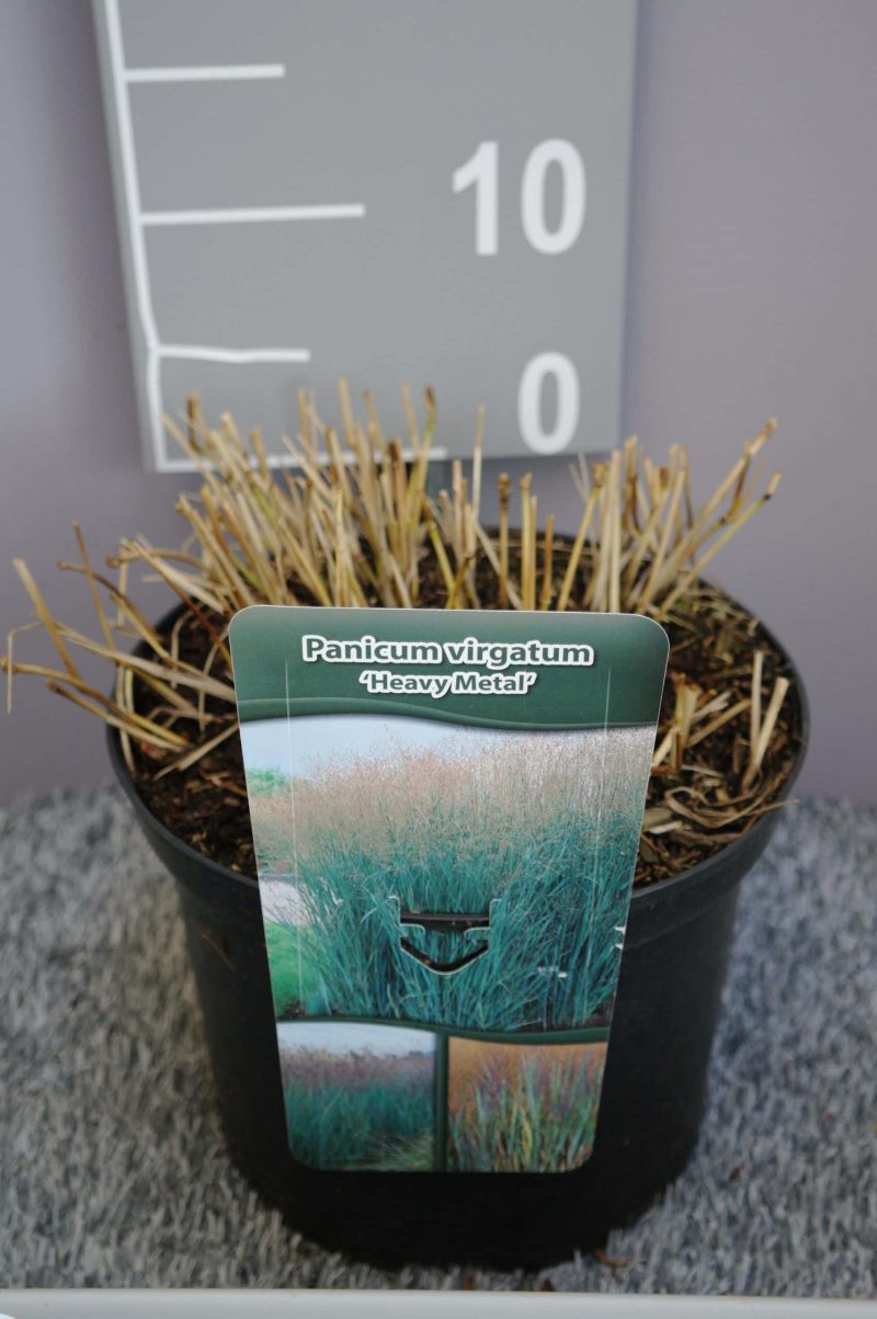 Panicum virgatum 'Heavy Metal'