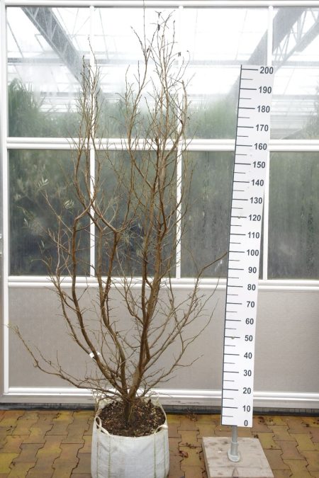 Parrotia Persica - Perzisch Ijzerhout meerstammige boom