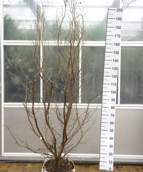 Parrotia Persica - Perzisch Ijzerhout meerstammige boom