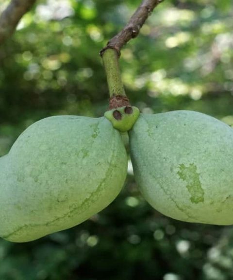 Paw Paw