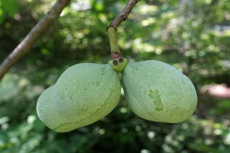 Asimina Triloba - Paw Paw - Afbeelding 4