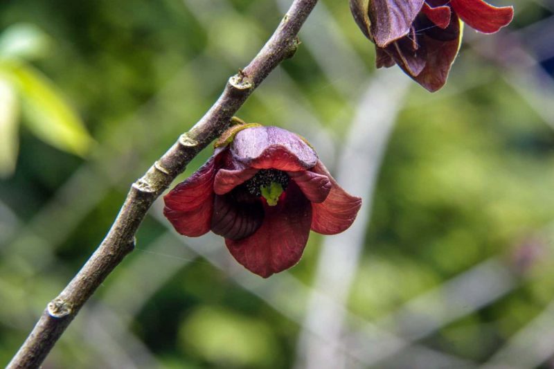 Asimina Triloba - Paw Paw - Afbeelding 2