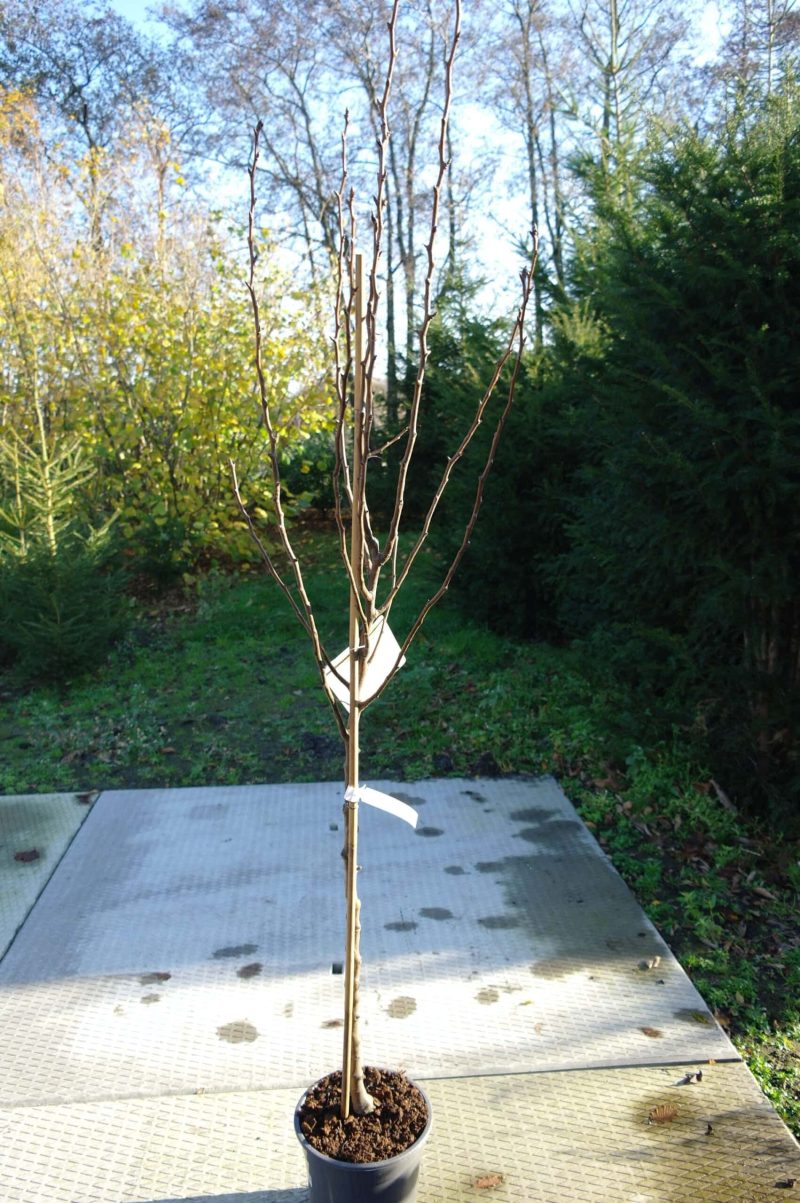 Pyrus Bonne Louise - halfstam - Afbeelding 2