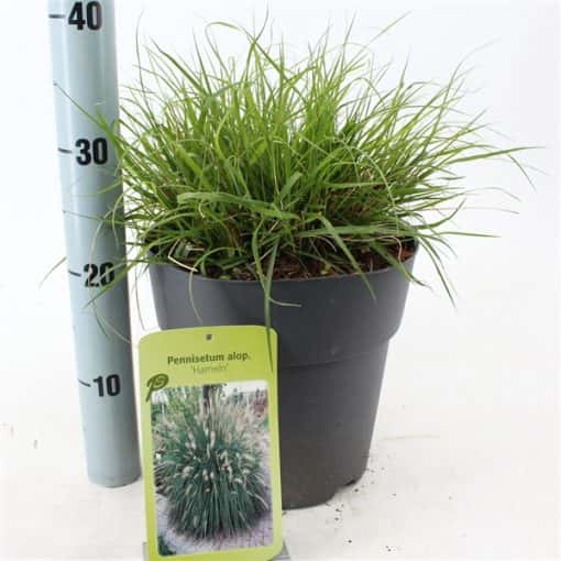 Pennisetum alopecuroides 'Little Bunny' - Lampenpoetsersgras - Afbeelding 2