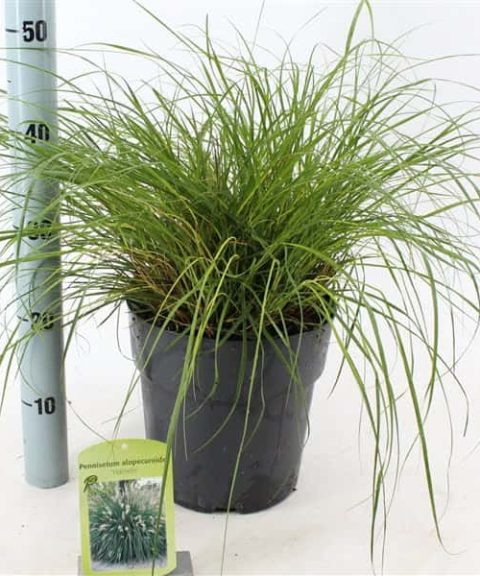 Pennisetum alopecuroides 'Hameln'
