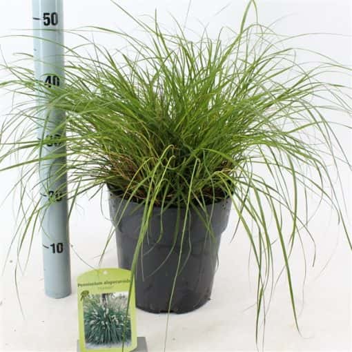 Pennisetum alopecuroides 'Little Bunny' - Lampenpoetsersgras