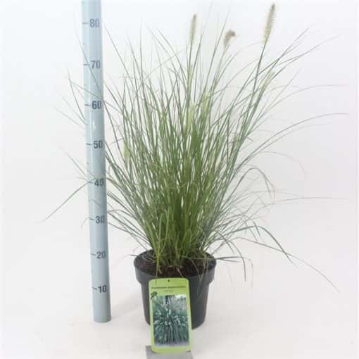 Pennisetum alopecuroides 'Little Bunny' - Lampenpoetsersgras - Afbeelding 3