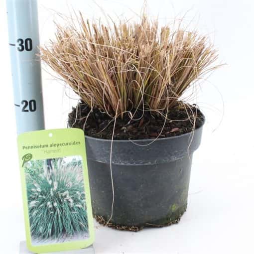 Pennisetum alopecuroides 'Little Bunny' - Lampenpoetsersgras - Afbeelding 4