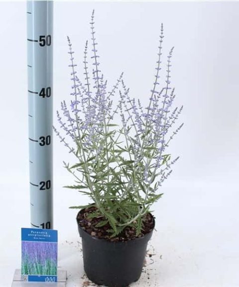 Perovskia Blue Spire