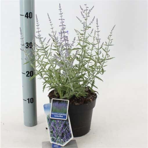 Perovskia Atriplicifolia Lacey Blue ('LissLitt'PBR) - Afbeelding 2