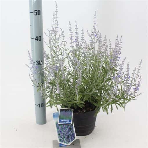 Perovskia Atriplicifolia Lacey Blue ('LissLitt'PBR)