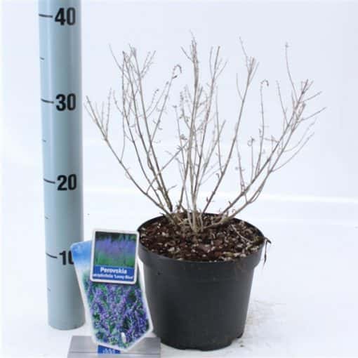 Perovskia Atriplicifolia Lacey Blue ('LissLitt'PBR) - Afbeelding 3