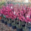 Pesco Nettarina Prunus Persica nano- nectarine