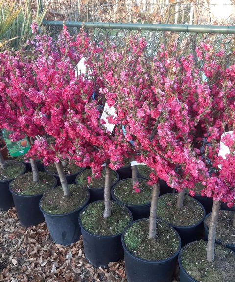 Pesco Nettarina Prunus Persica nano- nectarine