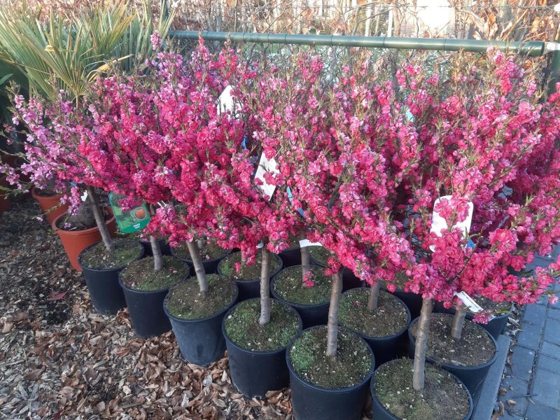 Pesco Nettarina Prunus Persica nano- nectarine