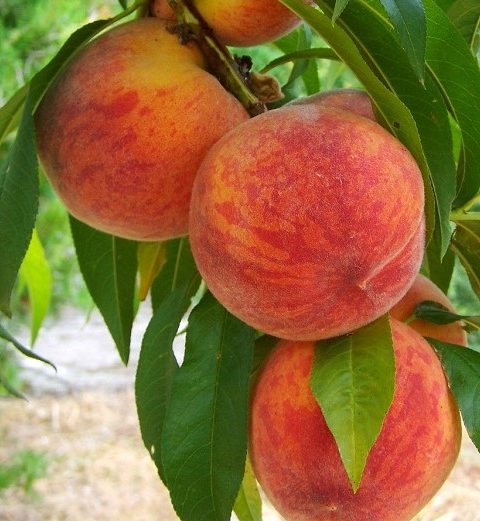 Prunus Persica Fayette - perzik