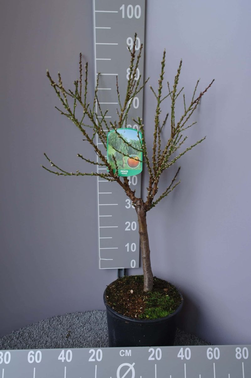 Prunus persica 'Crimson bonfire'- roodbladige perzik - Afbeelding 2