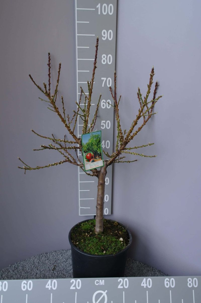 Pesco Nettarina Prunus Persica nano- nectarine - Afbeelding 2