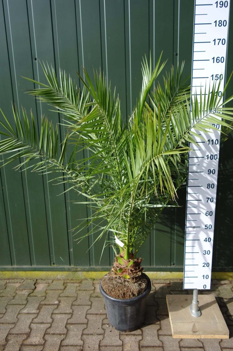 Palmboom Phoenix Canariensis