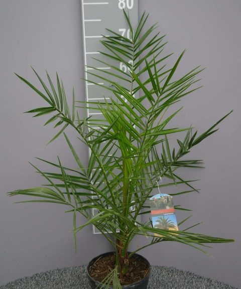 Palmboom Phoenix Canariensis