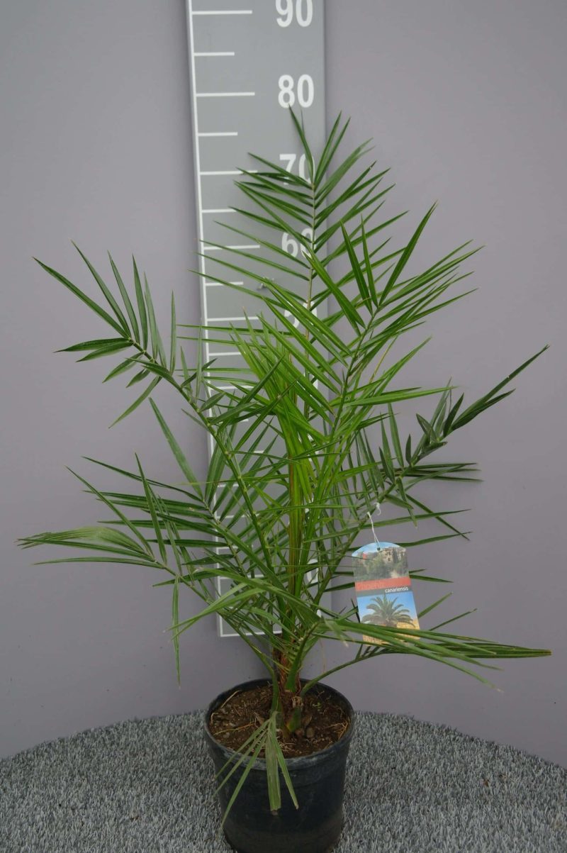 Palmboom Phoenix Canariensis