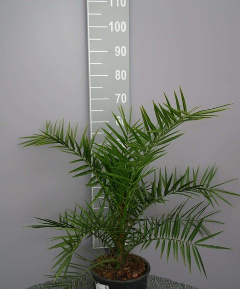 Palmboom Phoenix Canariensis